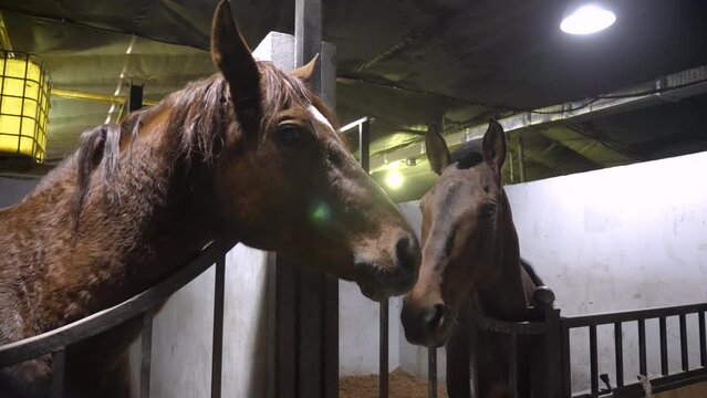 Horses stand in stable resting after racing on nature