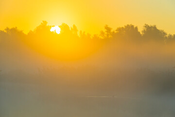 The edge of a foggy lake with reed and withered wild flowers in wetland in sunlight at sunrise in autumn, Almere, Flevoland, The Netherlands, September, 2022