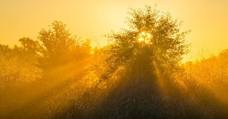 The edge of a foggy lake with reed and withered wild flowers in wetland in sunlight at sunrise in autumn, Almere, Flevoland, The Netherlands, September, 2022