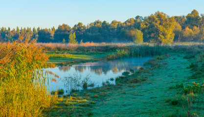 The edge of a foggy lake with reed and withered wild flowers in wetland in sunlight at sunrise in autumn, Almere, Flevoland, The Netherlands, September, 2022