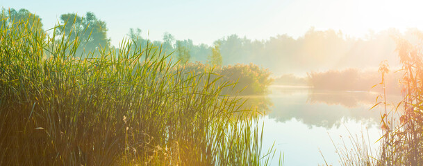 The edge of a foggy lake with reed and withered wild flowers in wetland in sunlight at sunrise in...