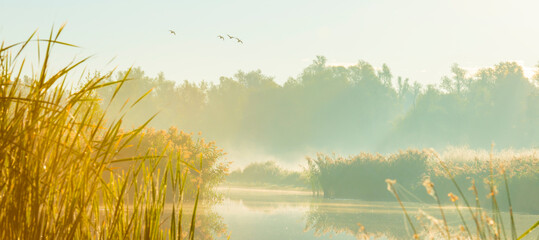 The edge of a foggy lake with reed and birds in wetland in sunlight at sunrise in autumn, Almere, Flevoland, The Netherlands, September, 2022 - obrazy, fototapety, plakaty