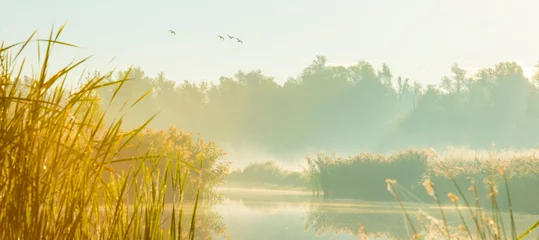 Foto op Plexiglas De rand van een mistig meer met riet en vogels in wetland in zonlicht bij zonsopgang in de herfst, Almere, Flevoland, Nederland, september 2022 © Naj