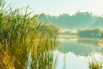 Fototapeta na wymiar The edge of a foggy lake with reed and withered wild flowers in wetland in sunlight at sunrise in autumn, Almere, Flevoland, The Netherlands, September, 2022