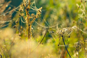 The edge of a foggy lake with reed and withered wild flowers in wetland in sunlight at sunrise in autumn, Almere, Flevoland, The Netherlands, September, 2022