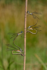 Kleine Binsenjungfer 