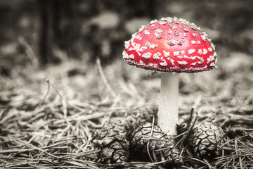 Beautiful - Red Fly Agaric Mushroom in Forests - Amanita Muscaria - Toadstool - Close-Up - Herbst...