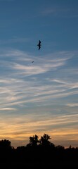 silhouette of a bird during sunset