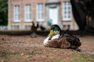 duck in the park