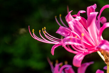 Obraz premium ピンクのヒガンバナ