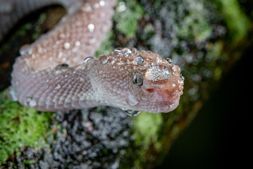 Close up detail shot of female pink white mangrove pit viper Trimeresurus purpureomaculatus with water drop on its body
