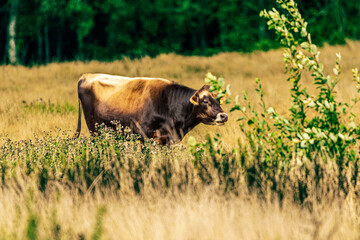 Kuh auf der Wiese