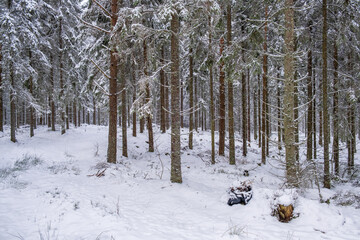 Fototapeta premium Snowy spruce forest in winter
