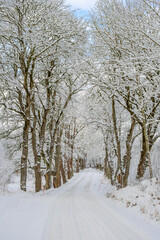 Tree lined slippery road with snow and hoarfrost