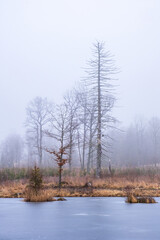 Fototapeta premium Frozen lake by a bog with a tree snag
