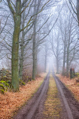 Tree lined dirt road in the mist