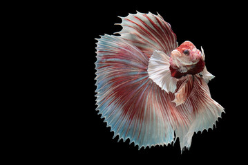 Beautiful movement of white red betta fish, Siamese fighting fish, Betta splendens isolated on black background. Studio shot.