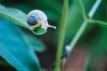 snail