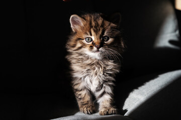 Close up portrait of a tabby kitten looking at camera