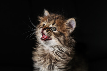 Fototapeta na wymiar Сlose-up of a meowing little kitten.
