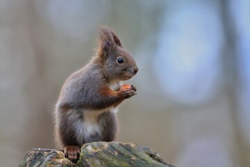 Portrait of a cute european red squirrel. Sciurus vulgaris. squirrel sitting on a tree stump.