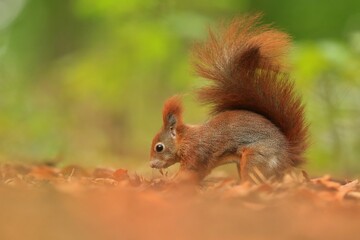 Naklejka na ściany i meble Art view on wild nature. Cute red squirrel with long pointed ears in autumn scene . Wildlife in october forest. Sciurus vulgaris