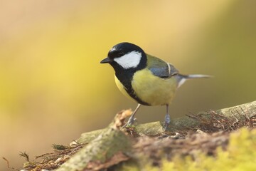 Beautiful portrait of a great tit. Parus major. Autumn scene with a colorful song bird. 