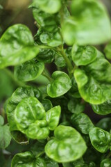 fresh spinach leaves