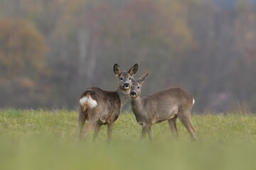 Naklejka na ściany i meble wildlife scene from autumn time. Two roe deers standing on the meadow. Deer in the nature habitat. Capreolus capreolus. Wildlife scene from czech nature.