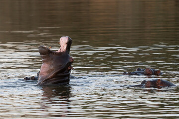 The common hippopotamus (Hippopotamus amphibius), or hippo, is a large, mostly herbivorous mammal...