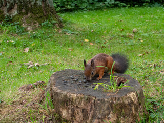 Squirrel in the forest looking for nuts or seeds. Squirrel eat