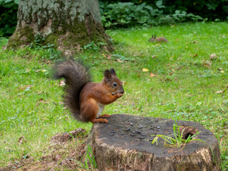 Squirrel in the forest looking for nuts or seeds. Squirrel eat