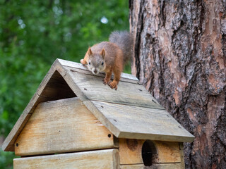 The squirrel sits on the roof of his house.