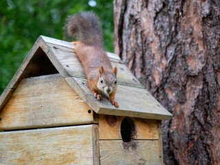 The squirrel sits on the roof of his house.