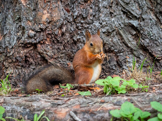 Naklejka na ściany i meble Squirrel in the forest looking for nuts or seeds. Squirrel eat