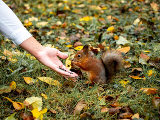 A squirrel in the forest eats seeds from his hand.