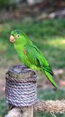green winged macaw