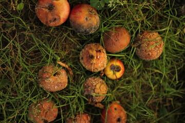 rotten apples that fell from a tree