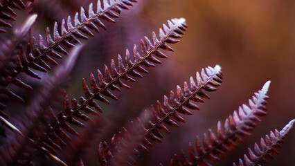 Macro de feuilles de fougère, photographiées dans la forêt des Landes de Gascogne