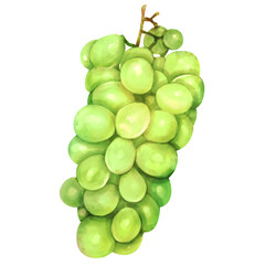 マスカットの水彩風イラスト