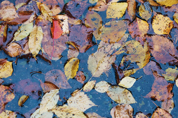 Fallen yellow and orange leaves in the clear water of a pond or puddle during rain. Leaves in the water. Circles on the surface from drops. Close up