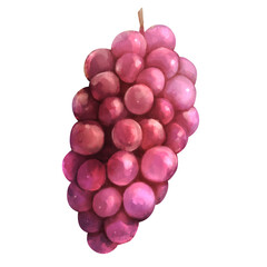 ブドウの水彩風イラスト