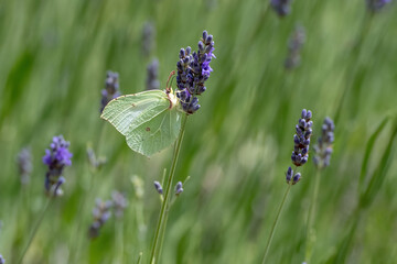 Gonepteryx rhamni butterfly on lavender
