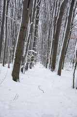 A portrait shot of beech tree rows in winter forest at Holosiivskyi National Nature Park, Kyiv, Ukraine