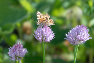 butterfly on a chive flower