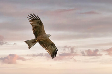 flight of a black kite on morning sky