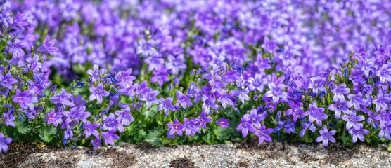 clump of many purple bellflower