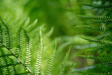 fern leaves with spores