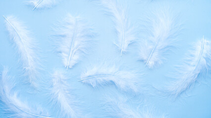 Fototapeta na wymiar White fluffy feathers on a light blue background