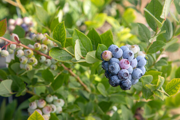 Blueberry farm with bunch of ripe fruits on tree during harvest season in Izmir, Turkey. Blueberry picking history.